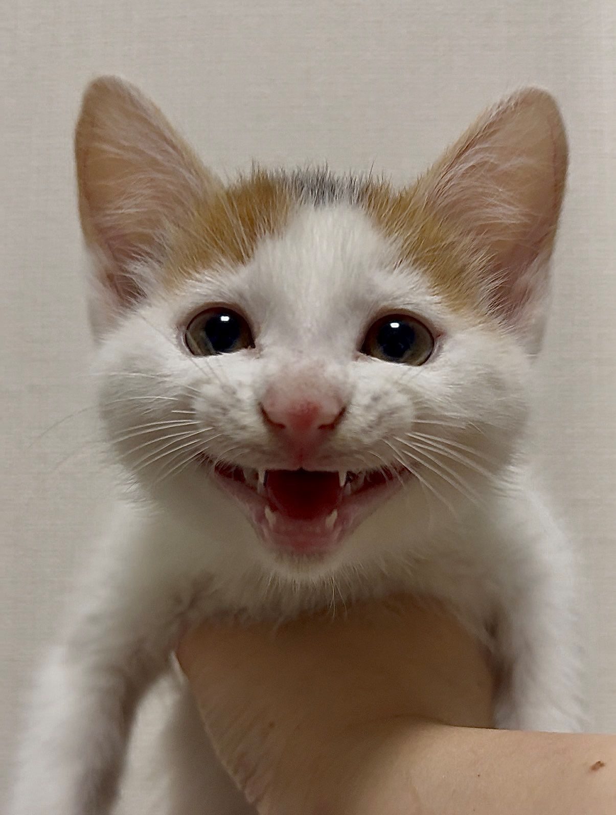 知人宅で生まれた猫をお迎え。ニコニコの写真から4ヶ月後…現在の姿に「お姉さんの顔」「あどけなさが残っていますね」