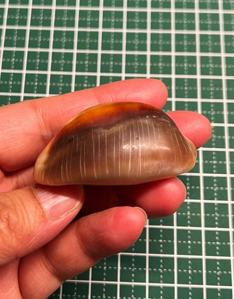 採集したキンカンダカラ（＠UIVsaYe6gyFqNKjさんより提供）