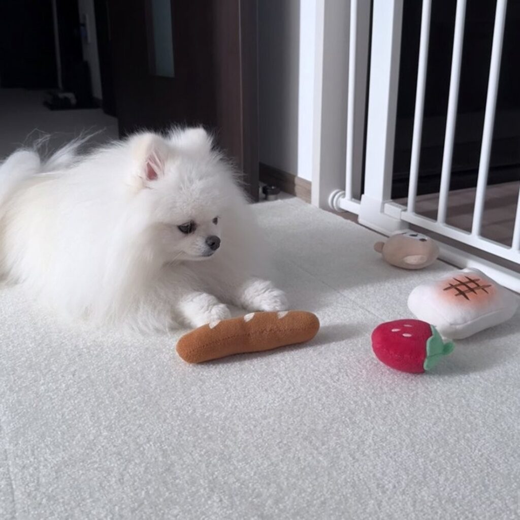 お気に入りのパンが戻って来てひと安心（@omochi_pome16さんより提供）