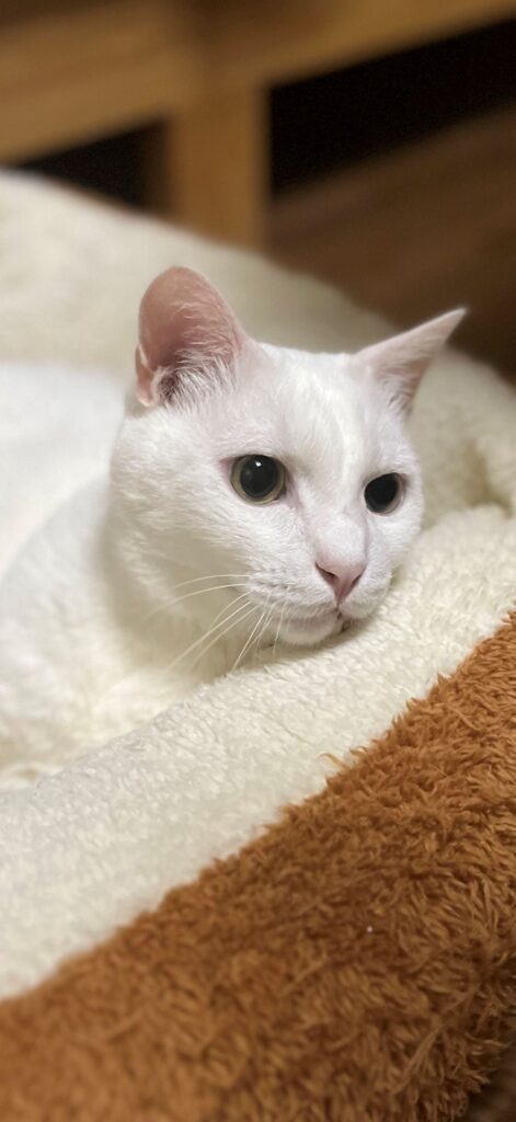 普段のシロくん①（＠mayumi196300さんより提供）　