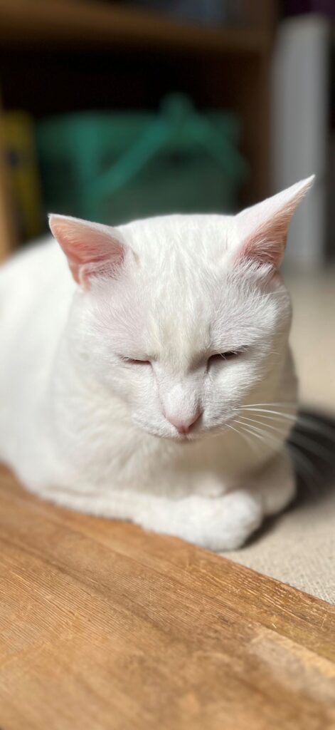 普段のシロくん②（＠mayumi196300さんより提供）