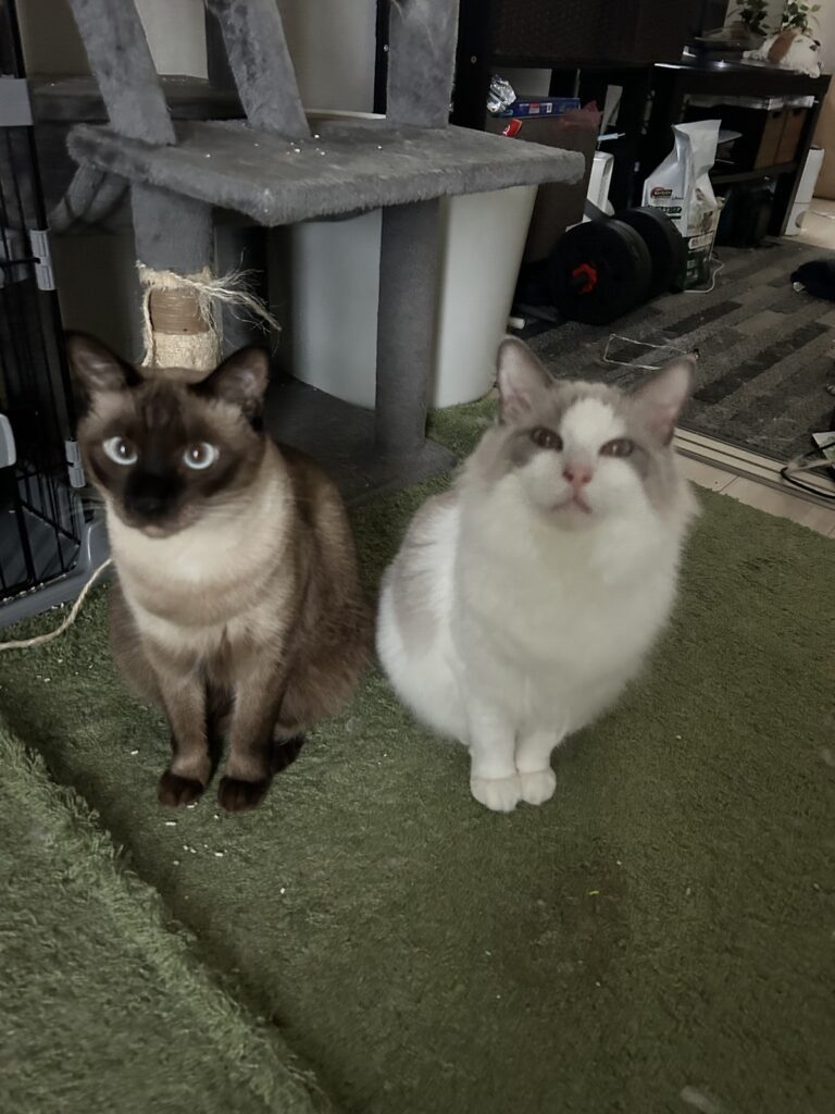 一緒によく遊ぶ2匹（@hinn_kunnto.isshoより提供）