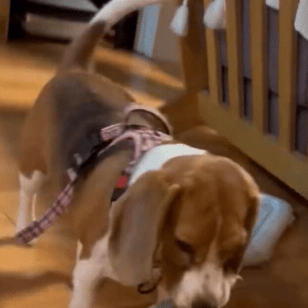 メロンをくわえています（@beagle_0408さんより提供）