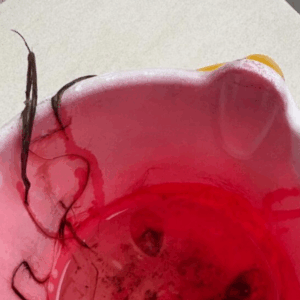 小1息子「育てたい」→バケツに入っていた“まさかのモノ”に「こ、こ、こ、怖いな」「夢と希望ですね」