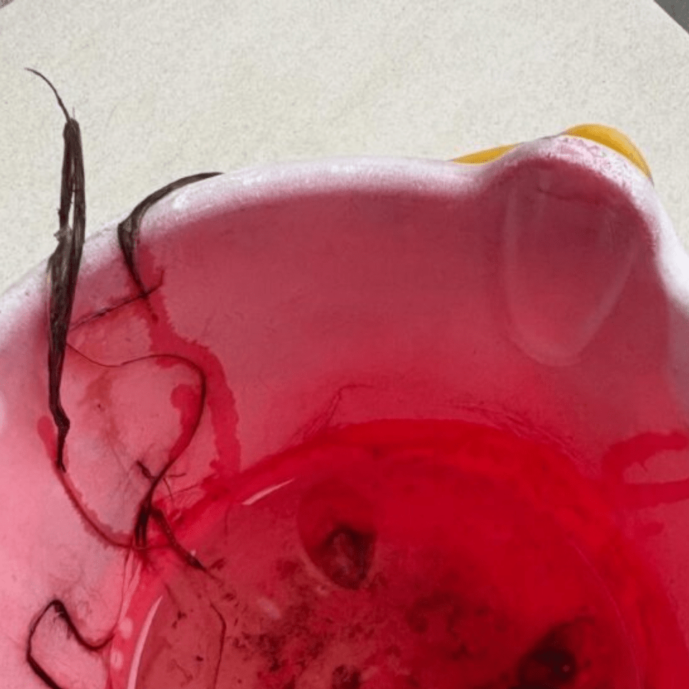 小1息子「育てたい」→バケツに入っていた“まさかのモノ”に「こ、こ、こ、怖いな」「夢と希望ですね」