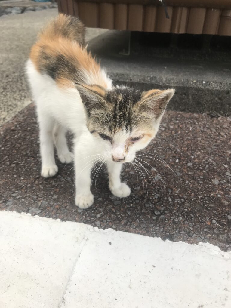 【実際の写真8枚】　5年後の様子