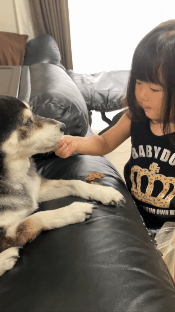 普段のお孫さんの様子②（@shiba964887さんより提供）