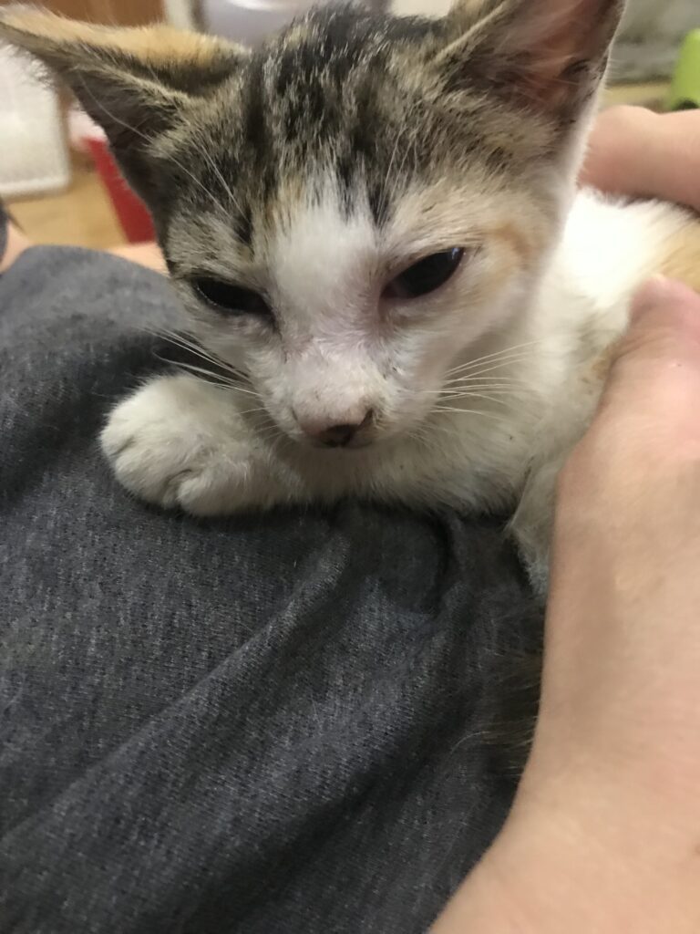 お迎えしてから2日目の写真（＠mimo.roroさんより提供）