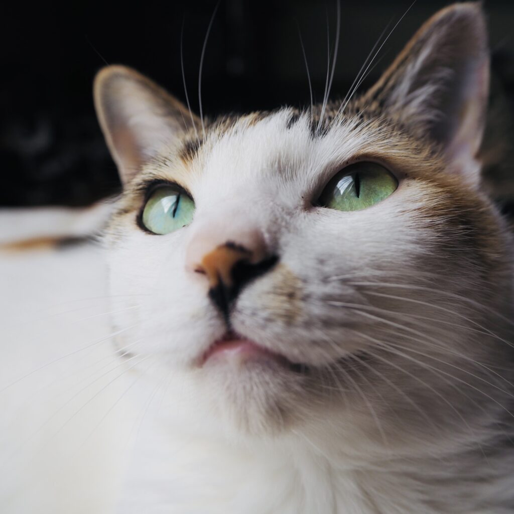 お迎えしてから約3年目の写真（＠mimo.roroさんより提供）