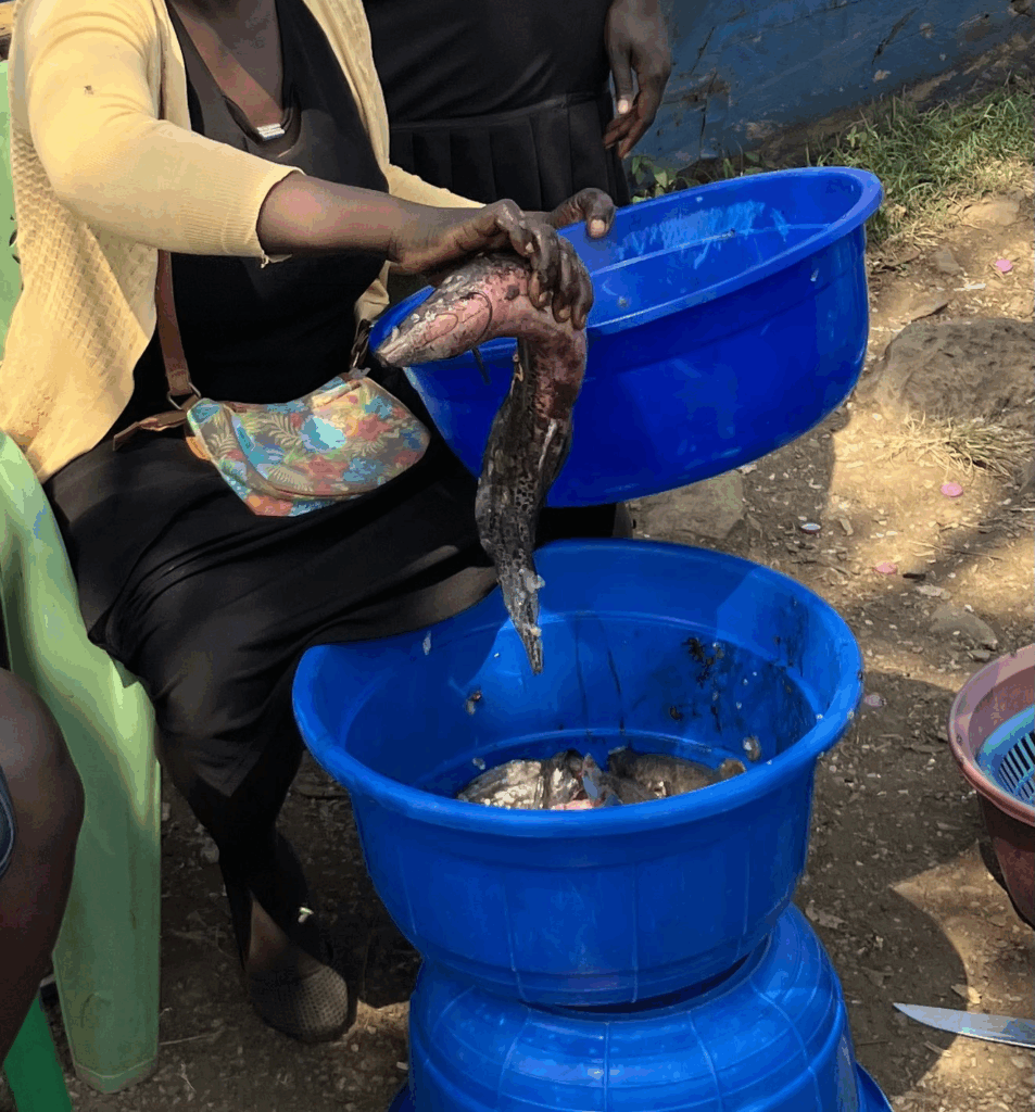 ビクトリア湖（ケニア）の漁村で食用として売られていた肺魚を撮影したもの（＠RosehipPeachTeaさんより提供）
