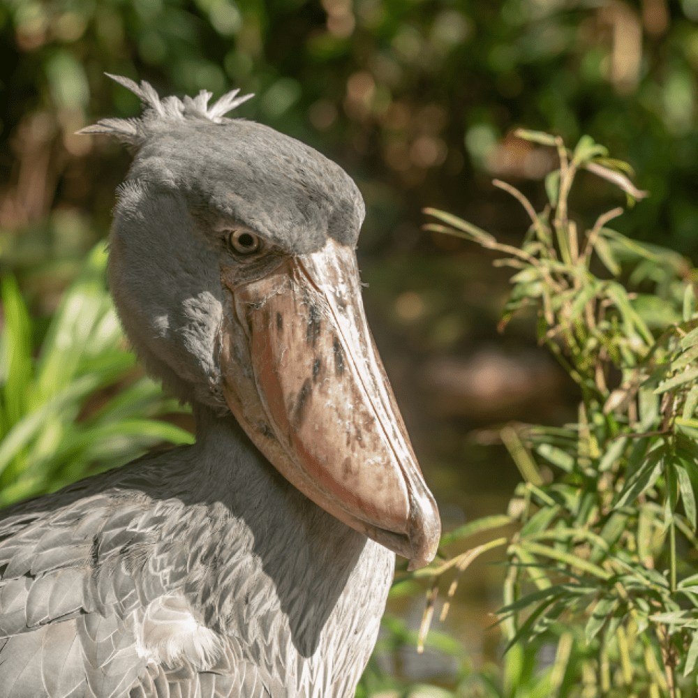 肺魚の最大の天敵はハシビロコウ（＠イメージ画像）