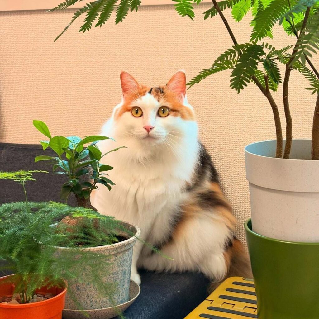 みりんちゃん（@mirin_tsunaさんより提供）