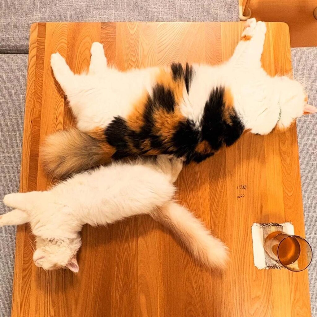 みりんちゃんとつなくん（@mirin_tsunaさんより提供）