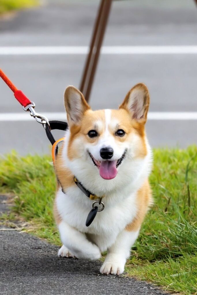 日常の神楽ちゃん③（@Kus1oKg2vsgdWS2さんより提供）