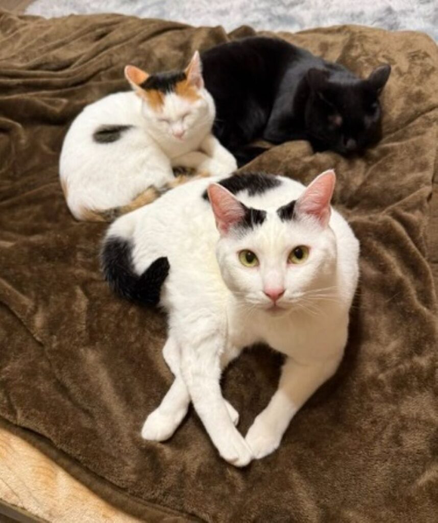 団子になってくつろぐ様子（＠OKOME_OHAGIさんより提供）