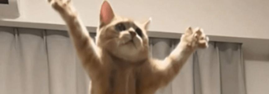 ペットショップで一目惚れした猫。　家に連れて帰ると…”驚きの行動”に「ファンになりました」「ブレてないのがスゴい！」「ハンパない」