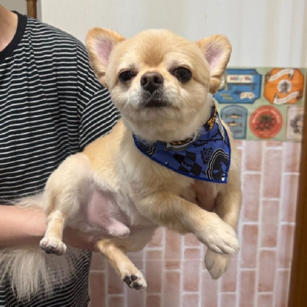 てんくん①（＠731tenさんより提供）