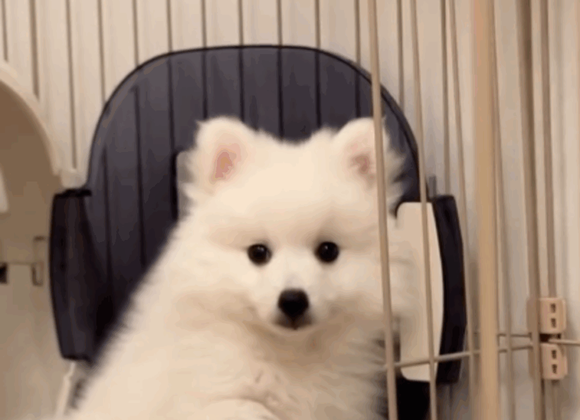 生後2ヶ月子犬のまさかの日課。　飼い主が毎日目撃する”意外な行動”に……「なんでー」「しっかりカメラ目線」「たまらない」