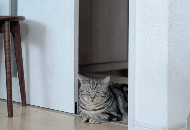 飼い主「扉閉めさせて」猫「…」40分後、猫の様子を見に行くと「優しい」「偉い」「分速7.5ミリメートル…」