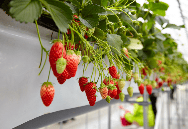 12月に「イチゴ狩り行きたい！」と言い出した娘たち。倹約家な母の“予想外な対応”に「賢い！」「財布に優しく楽しめる」