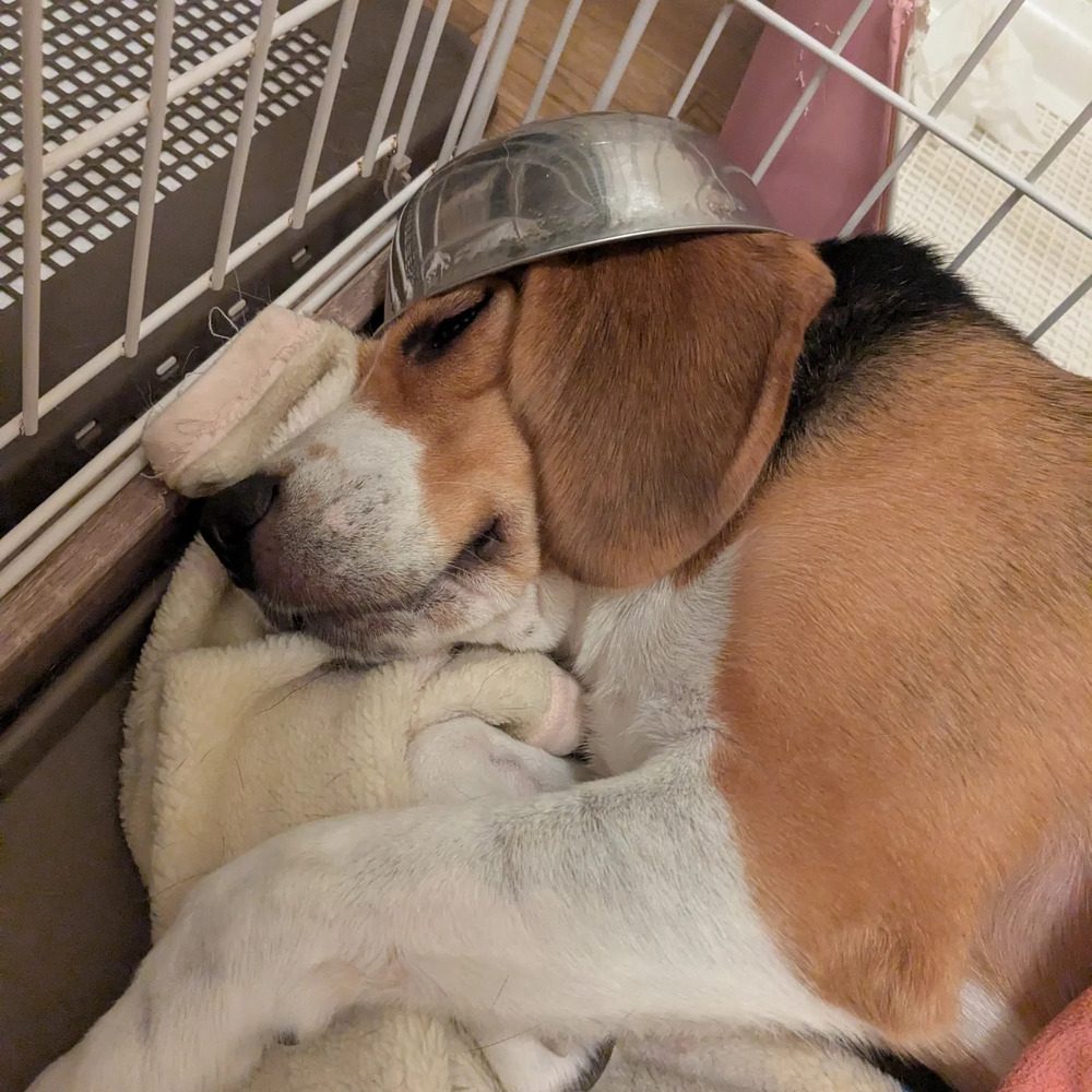 いつものスタイルでスヤスヤ…（@aori_fishingさんより提供）