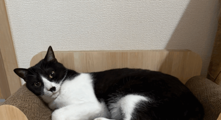 寝転がりくつろぐ猫。しかし、その手元をよく見ると…「キャワワっ」「猫に猫マークは反則」「隠れ黒猫」