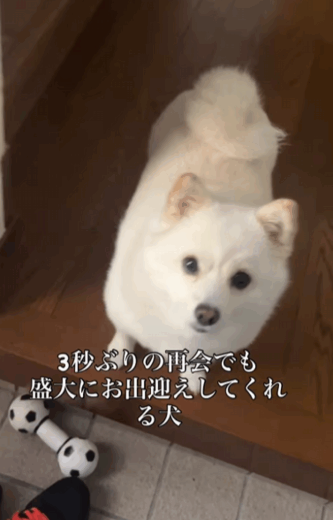 愛犬の「べらちゃん」（@bellaver_6さんより提供）