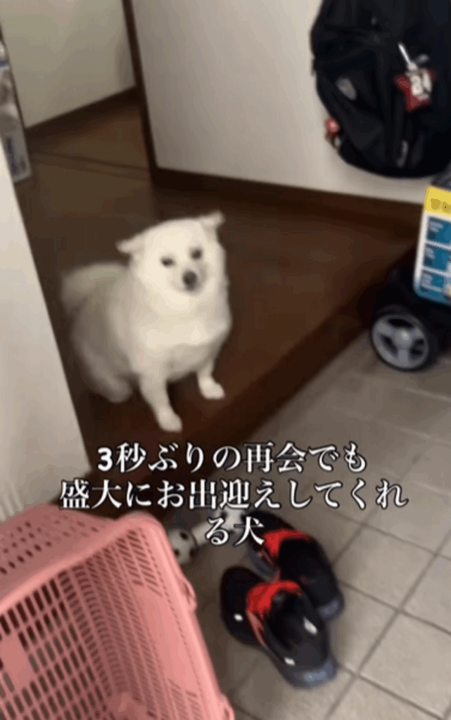 “3秒越し”の再会に…！？（@bellaver_6さんより提供）