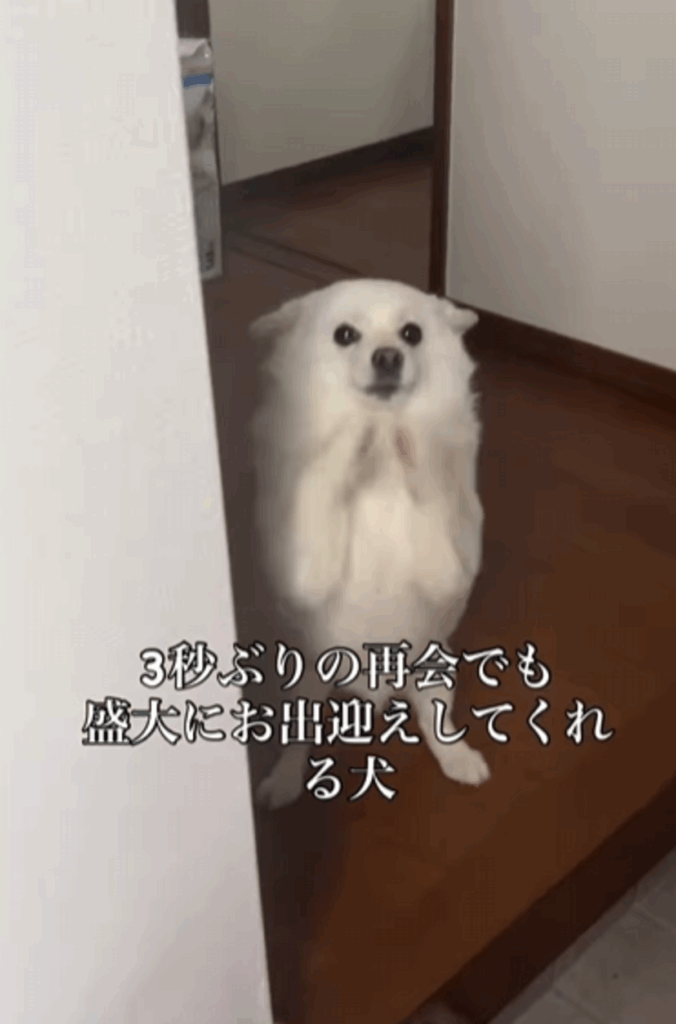 手を振って大喜びするべらちゃん（@bellaver_6さんより提供）