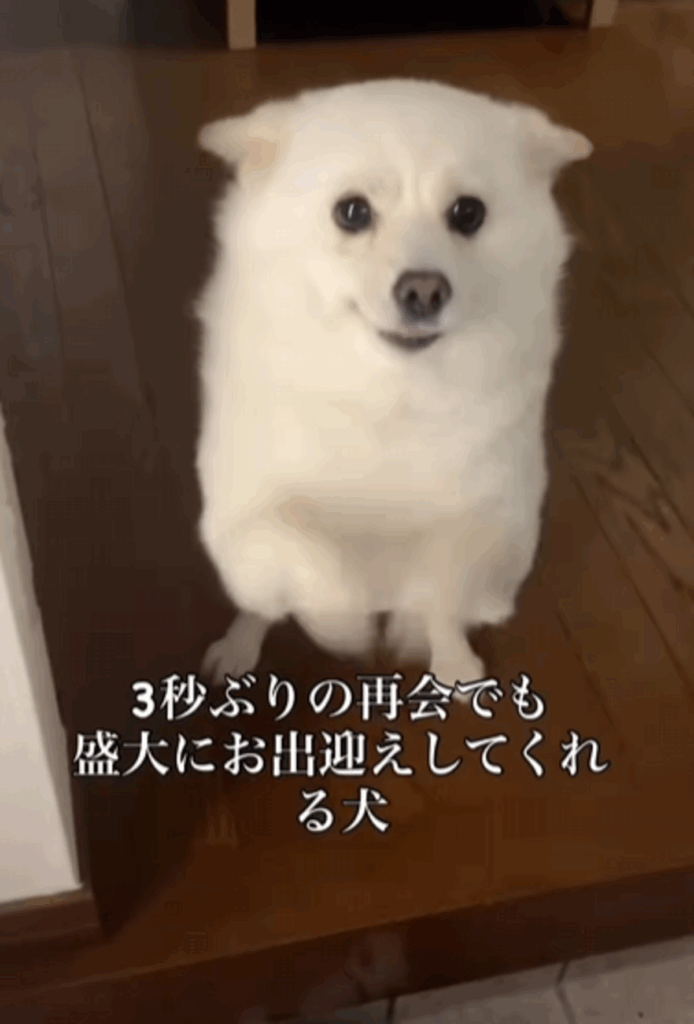これには飼い主さんも笑ってしまいました（@bellaver_6さんより提供）