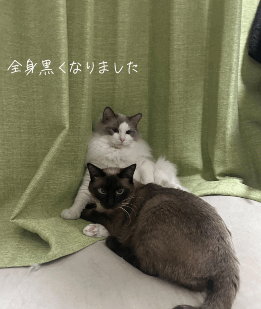 全身が黒くなった（@hinn_kunnto.isshoより提供）