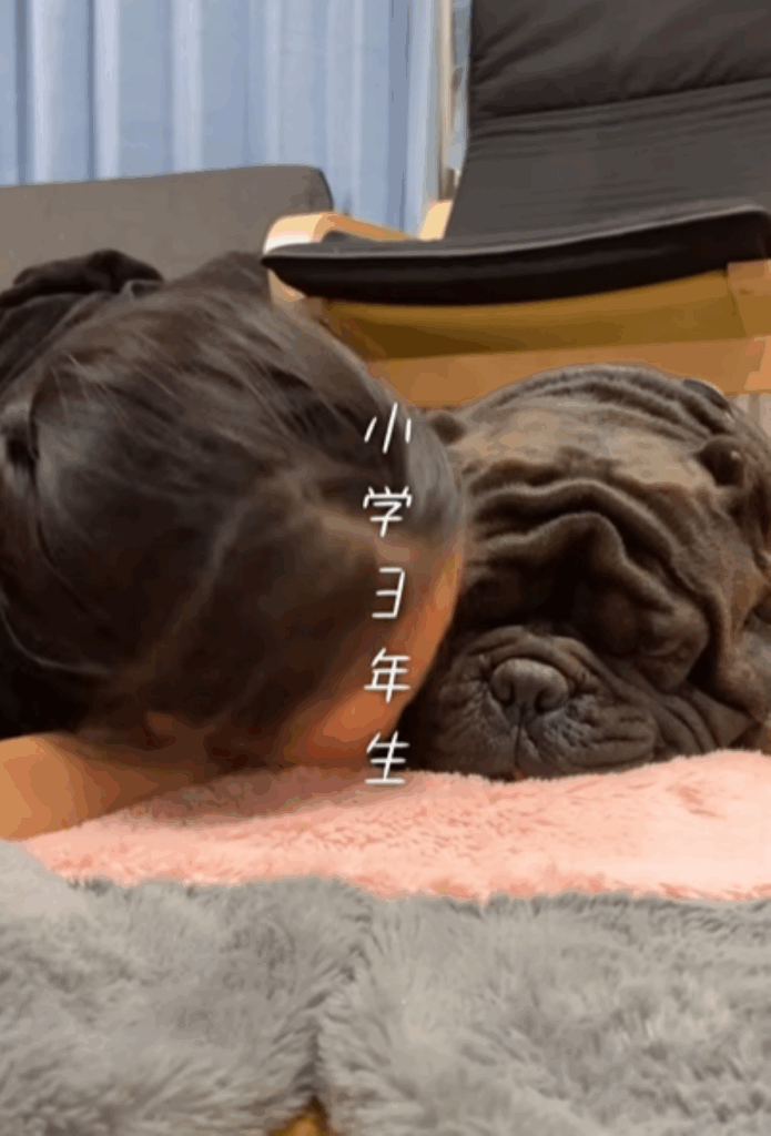 小学3年生（＠americanbully_atom0106さんより提供）