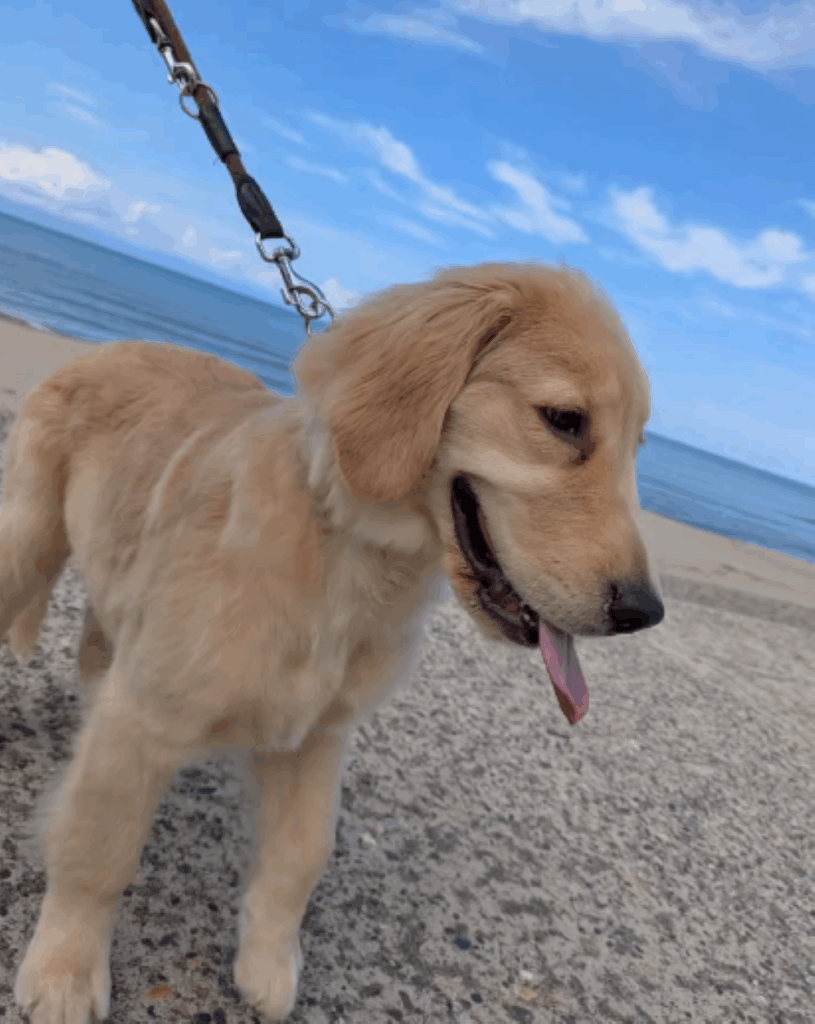 初めての海でのお散歩（＠kouichikurataさんより提供）