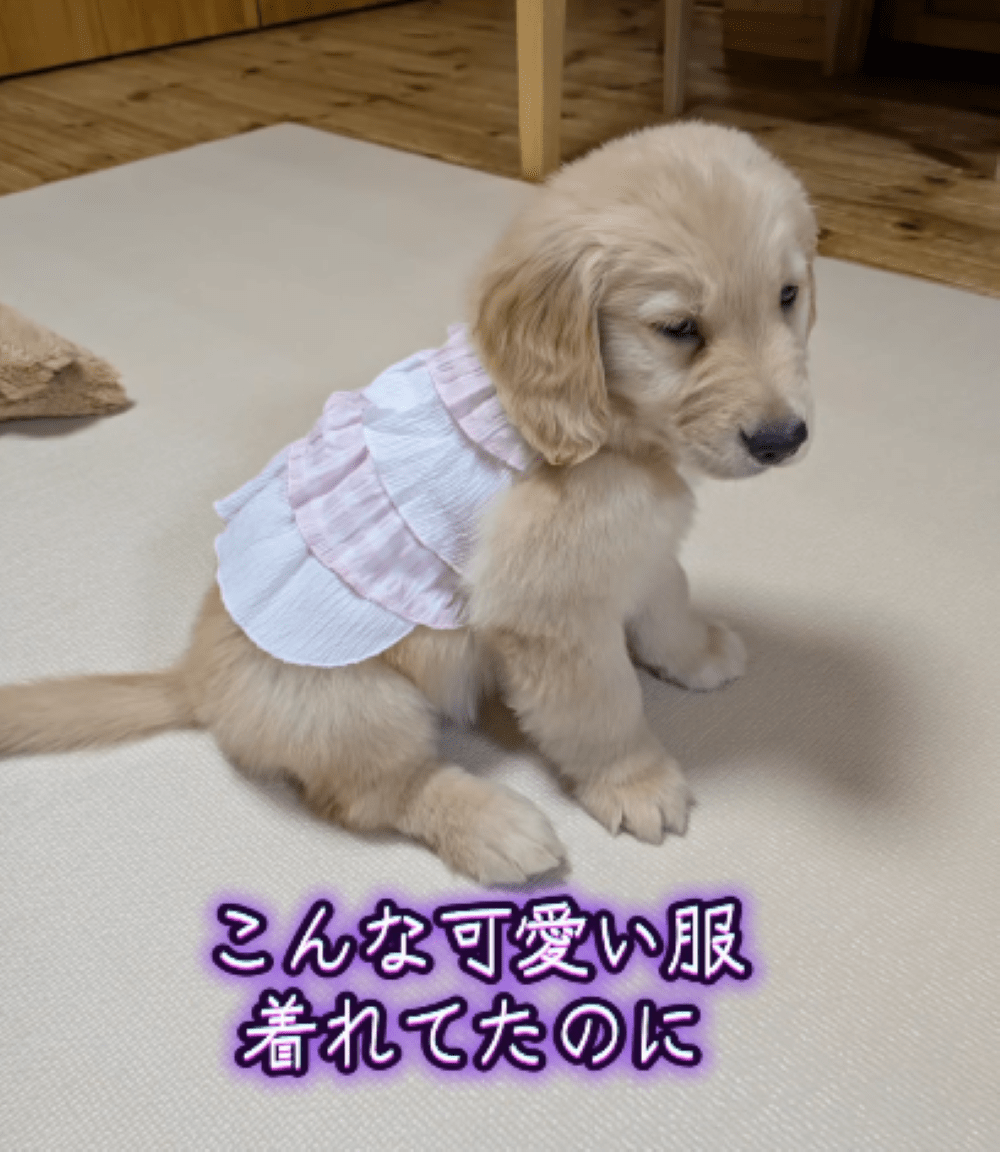 生後2ヶ月のお洒落なワンちゃん。17年後、同じ服を来た結果→「恐竜並みのスピード」「これだから可愛い」「すんごいわかります」