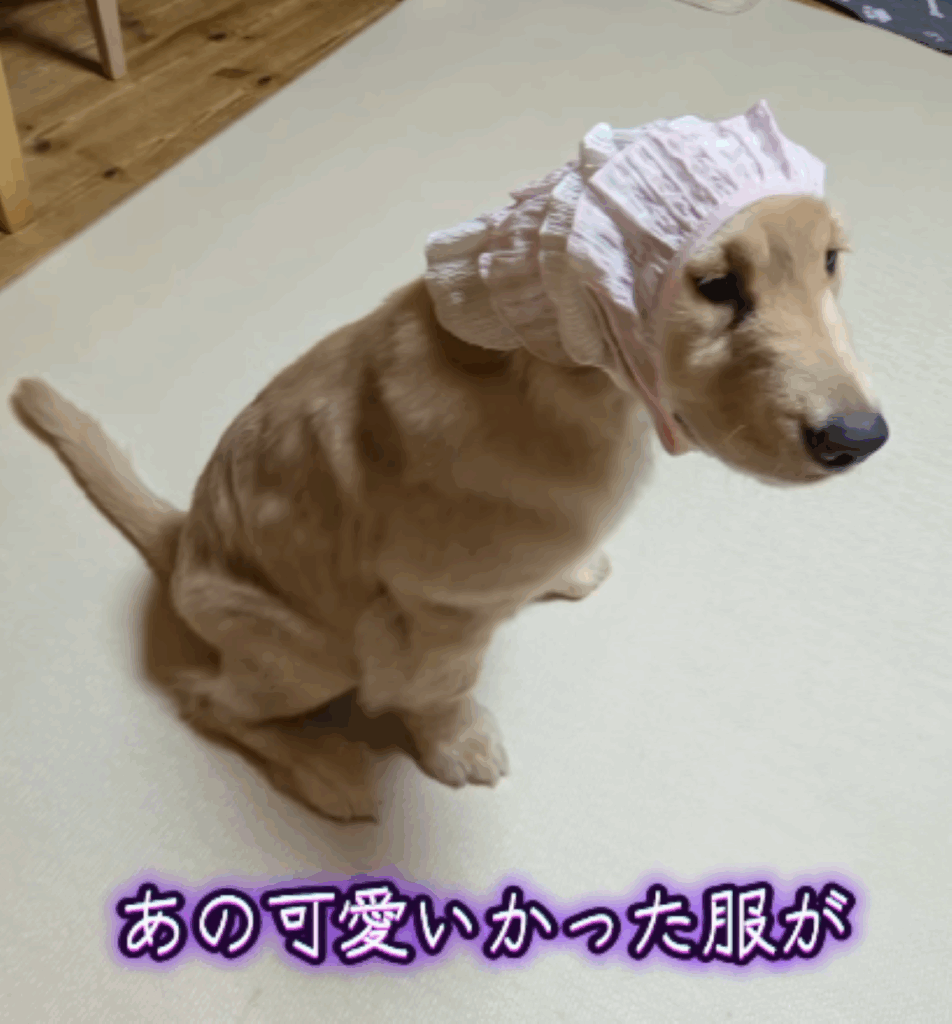 お迎えから53日後（＠kouichikurataさんより提供）