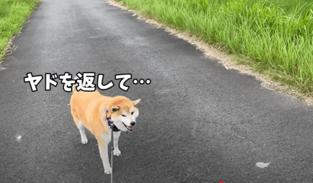 歩くのを嫌がるおもちくん（＠mochigomebrothersさんより提供）