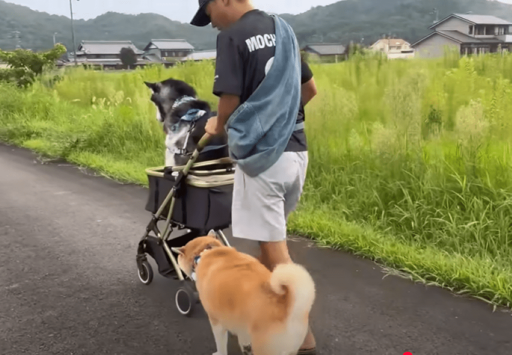 帰り道③（＠mochigomebrothersさんより提供）