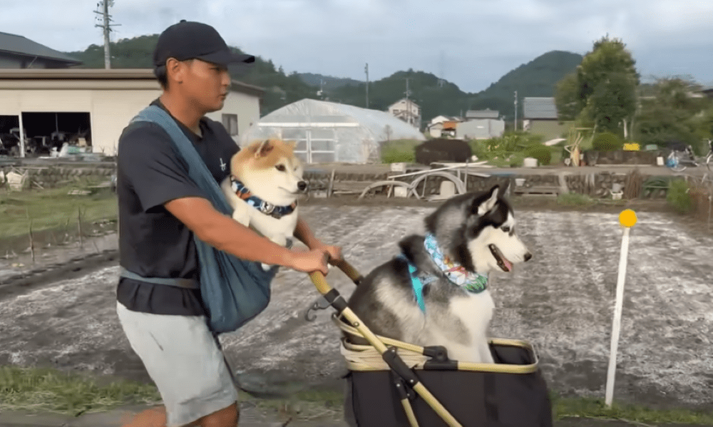 帰り道①（＠mochigomebrothersさんより提供）