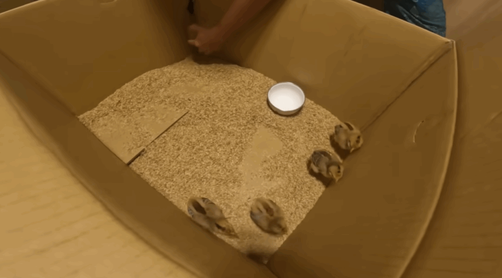 ダンボールで一時的に飼育（＠wanko-nyanko-Slow-lifeさんより提供）