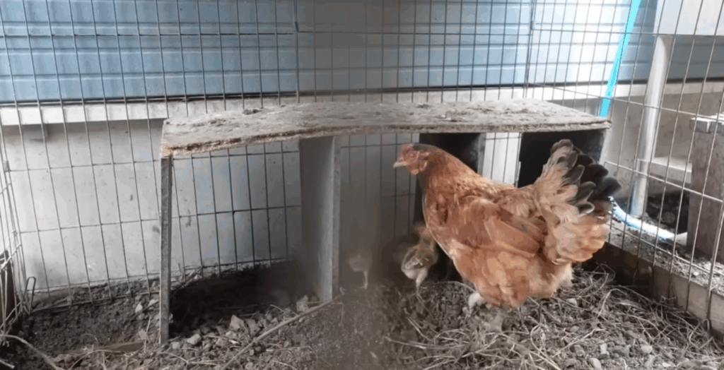 ママ鶏の近くに移動（＠wanko-nyanko-Slow-lifeさんより提供）