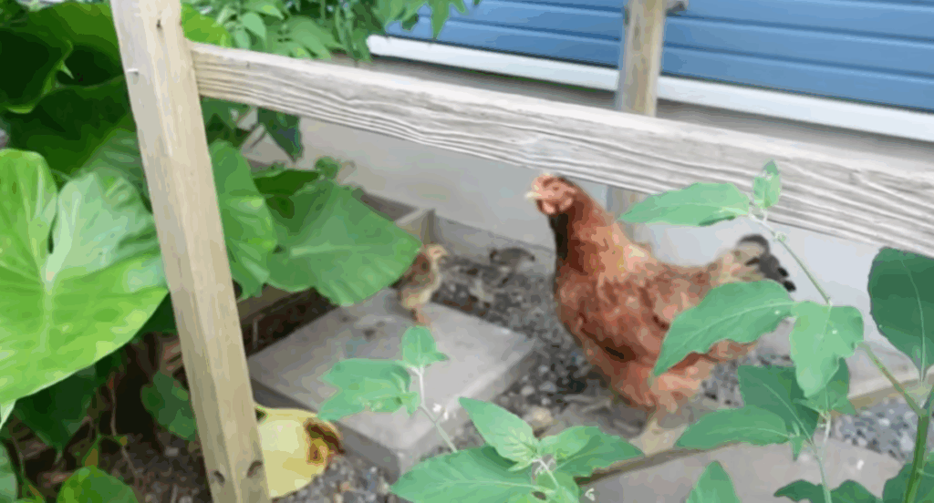 庭で遊ぶようになった親子（＠wanko-nyanko-Slow-lifeさんより提供）