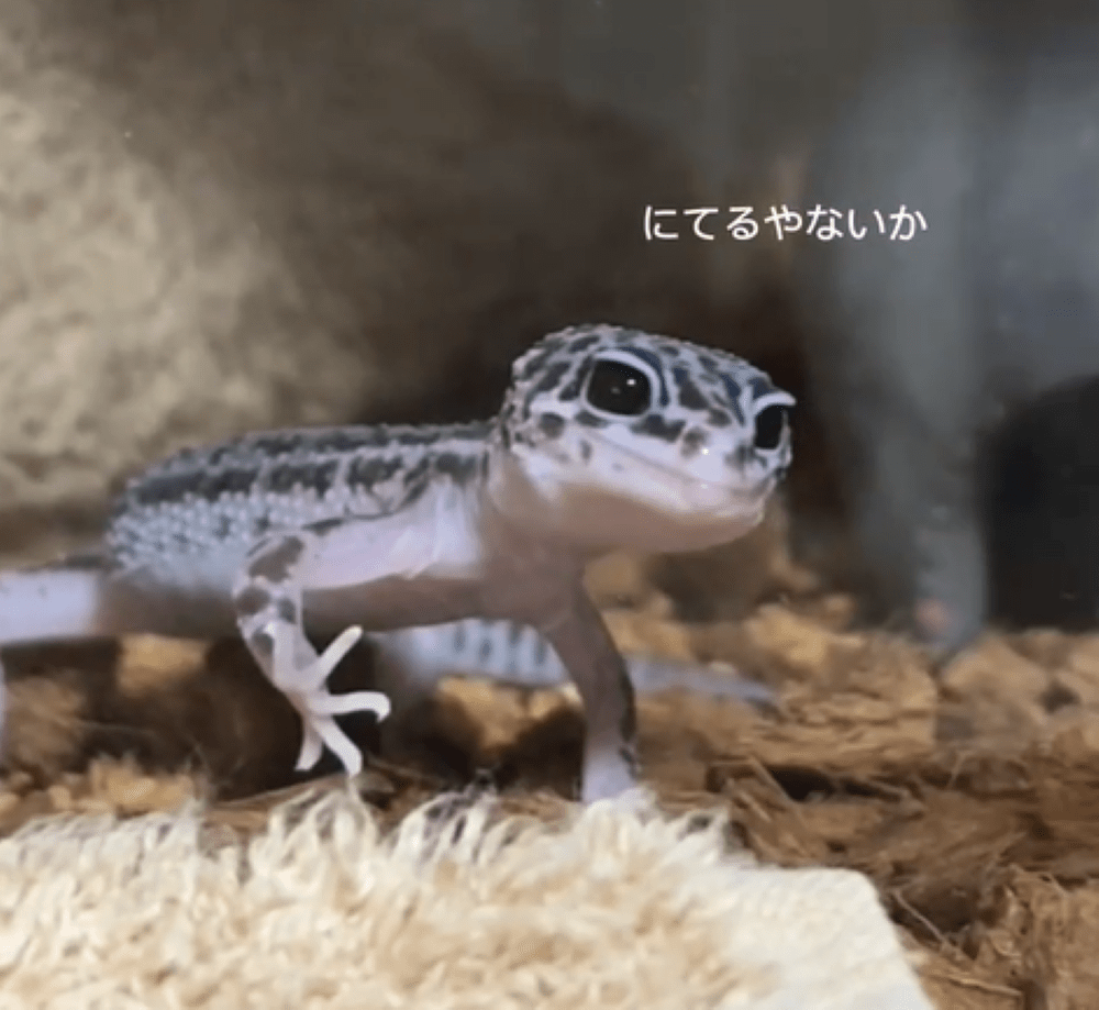 アポロちゃん（＠apolo___19さんより提供）