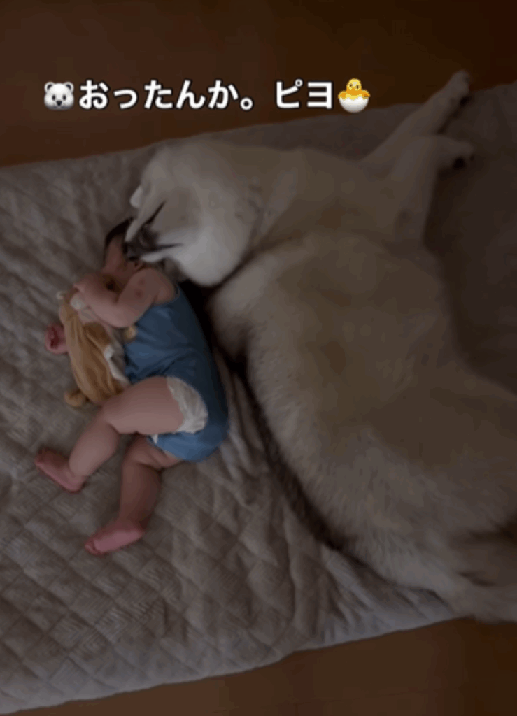 息子さんに気づいたマーリーくん（＠bokumarleyさんより提供）