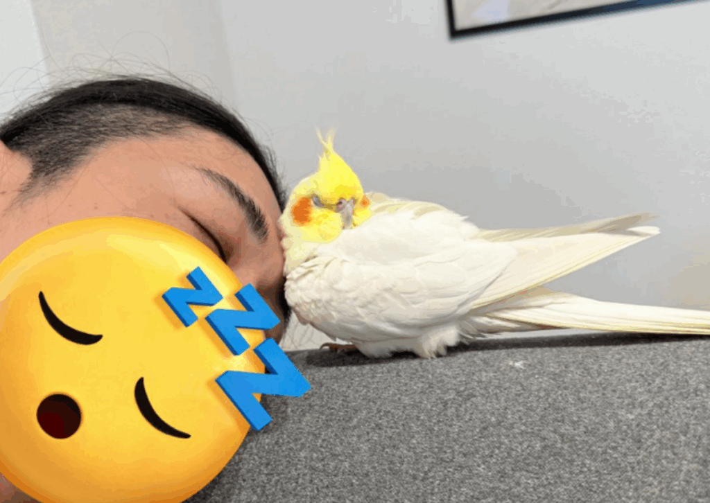 昼寝中の旦那さんに寄り添うピヨ彦くん（@piyohiko_okameさんより提供）