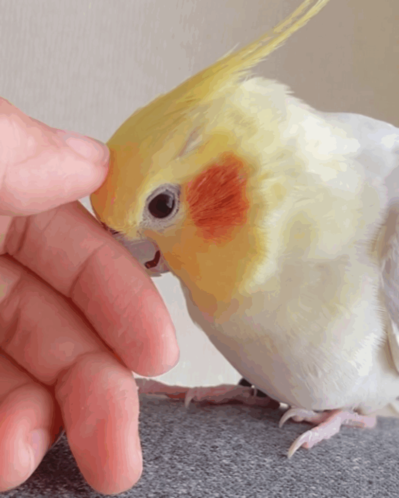 撫でて欲しくて甘えているピヨ彦くん（@piyohiko_okameさんより提供）