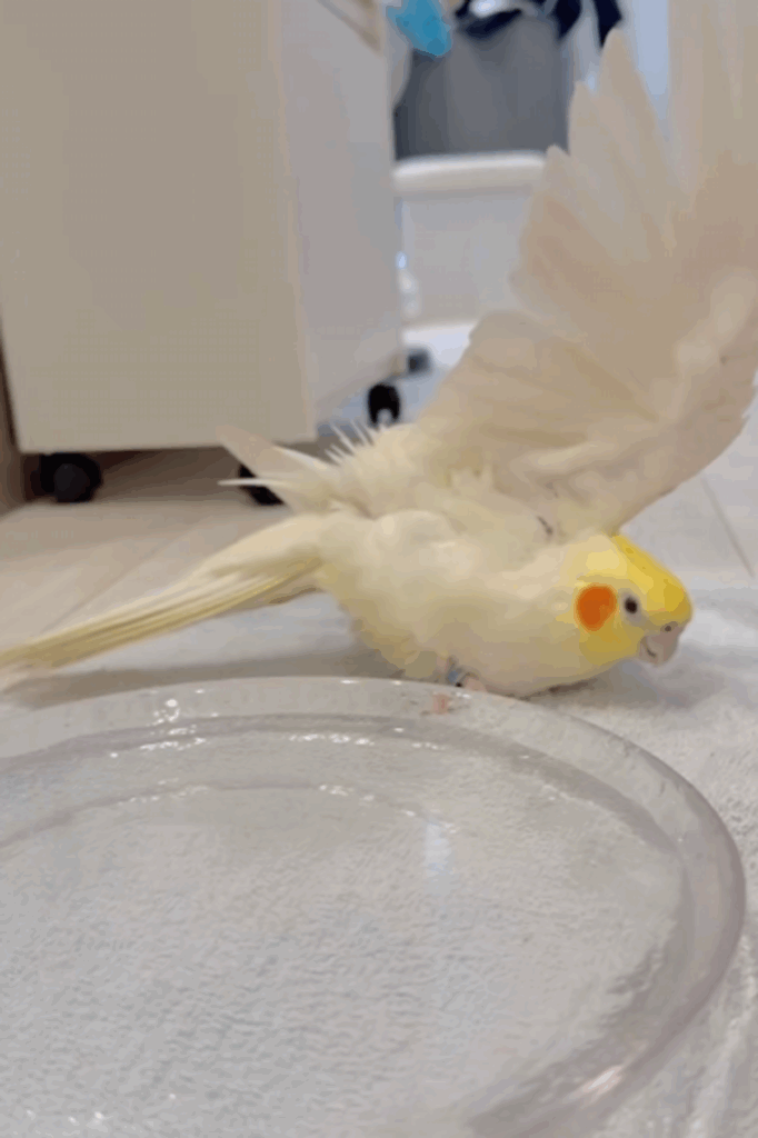 【実際の写真7枚】　妻が見た光景