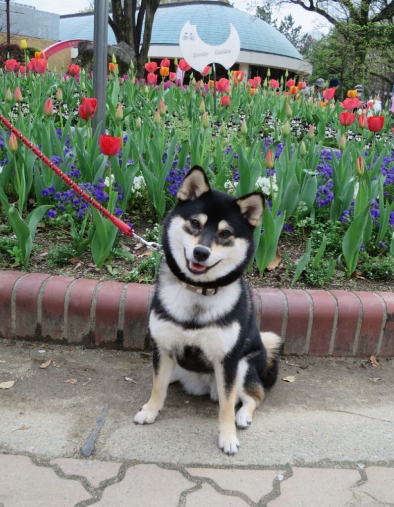 子犬の頃③（＠yachiyachi11さんより提供）