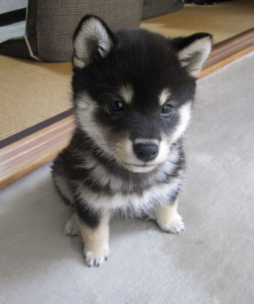 子犬の頃①（＠yachiyachi11さんより提供）