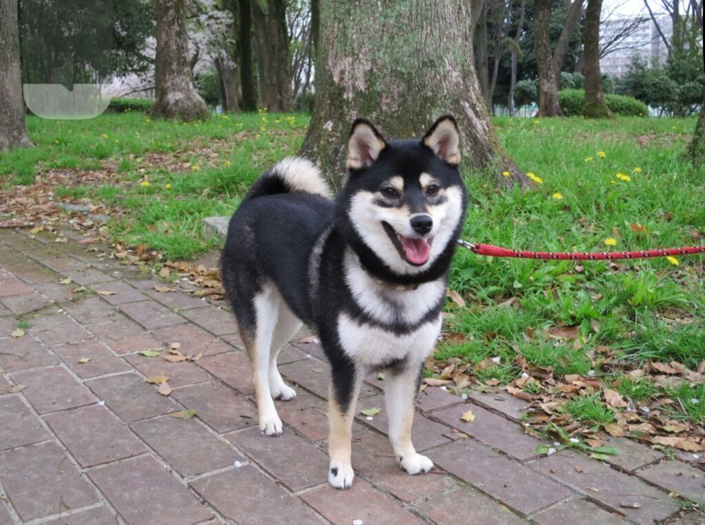 子犬の頃④（＠yachiyachi11さんより提供）