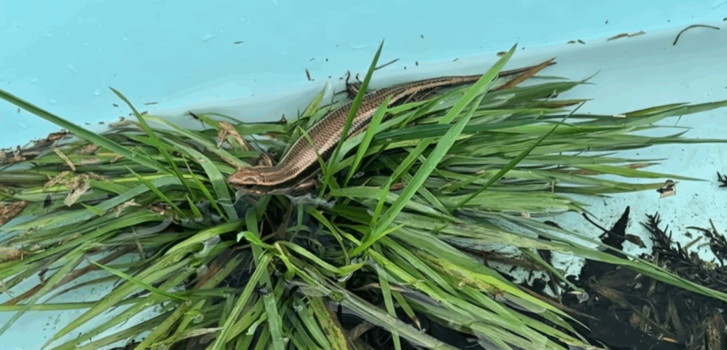 浴槽にいたトカゲ（＠itadori-houseさんより提供）